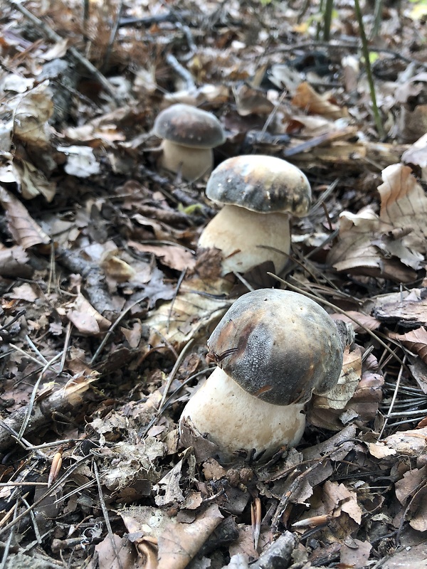 hríb bronzový Boletus aereus Bull. ex Fr.