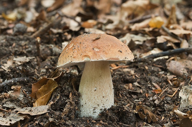 hríb smrekový Boletus edulis Bull.