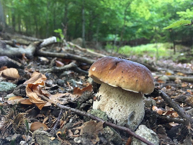 hríb smrekový Boletus edulis Bull.