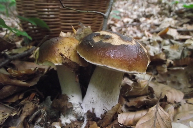 hríb smrekový Boletus edulis Bull.