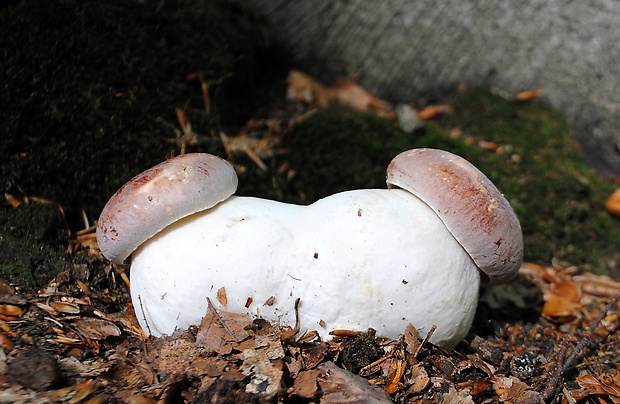 hríb sosnový Boletus pinophilus Pil. et Dermek in Pil.