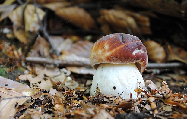 hríb sosnový Boletus pinophilus Pil. et Dermek in Pil.