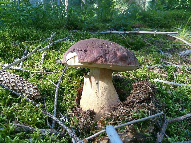 hríb dubový Boletus reticulatus Schaeff.