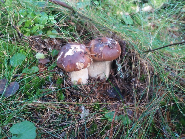 hríb dubový Boletus reticulatus Schaeff.