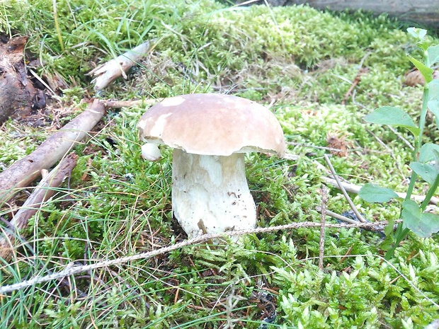 hríb dubový Boletus reticulatus Schaeff.