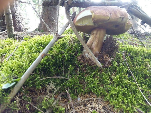 hríb dubový Boletus reticulatus Schaeff.