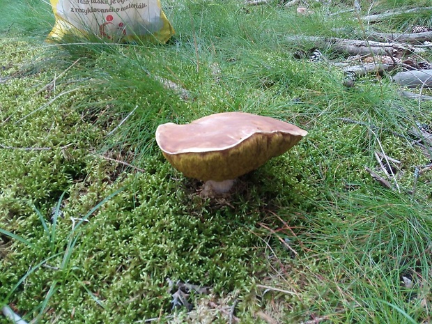 hríb dubový Boletus reticulatus Schaeff.