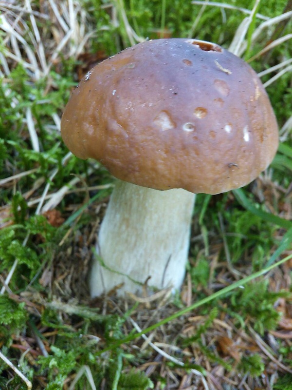 hríb dubový Boletus reticulatus Schaeff.