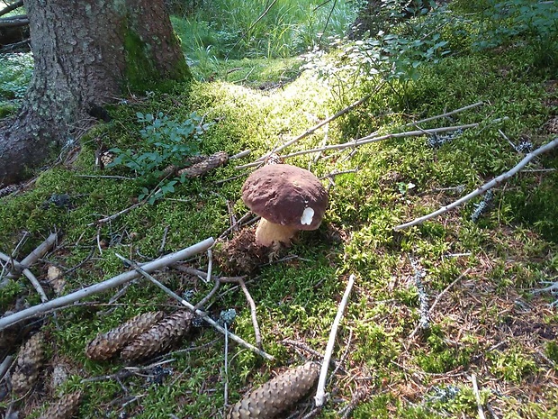 hríb dubový Boletus reticulatus Schaeff.