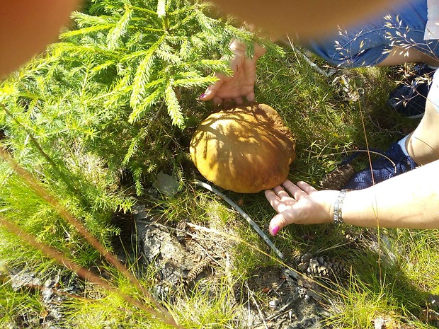 hríb dubový Boletus reticulatus Schaeff.