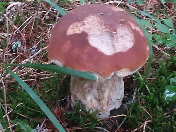 hríb dubový Boletus reticulatus Schaeff.