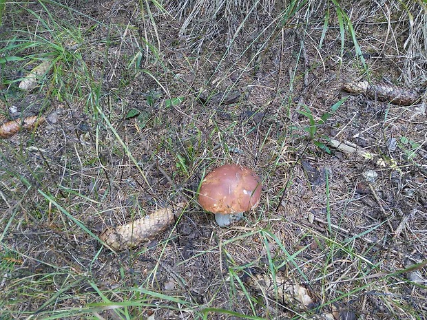 hríb dubový Boletus reticulatus Schaeff.