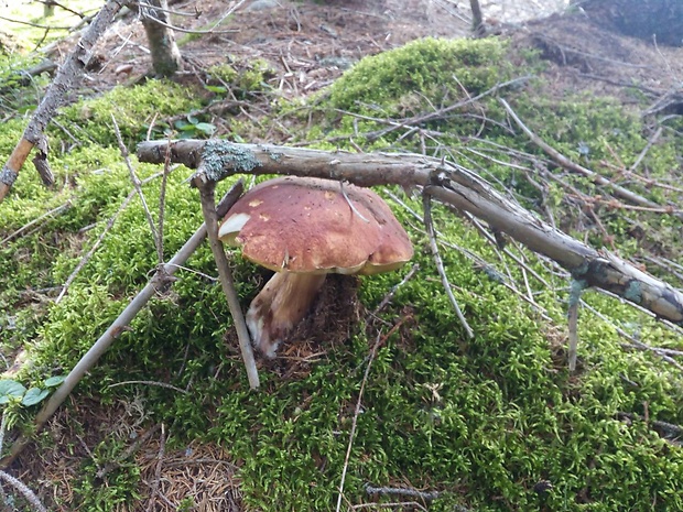 hríb dubový Boletus reticulatus Schaeff.