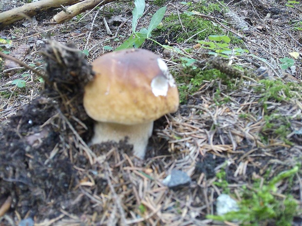 hríb dubový Boletus reticulatus Schaeff.