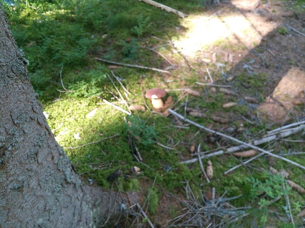 hríb dubový Boletus reticulatus Schaeff.