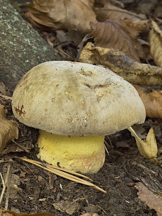 hríb striebristý Butyriboletus fechtneri (Velen.) D. Arora & J.L. Frank