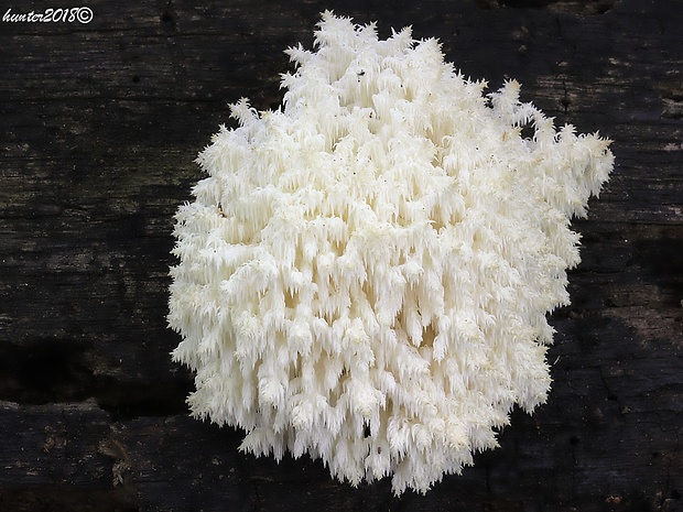 koralovec bukový Hericium coralloides (Scop.) Pers.