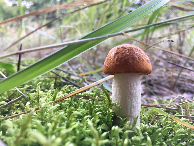 kozák osikový Leccinum albostipitatum den Bakker & Noordel.