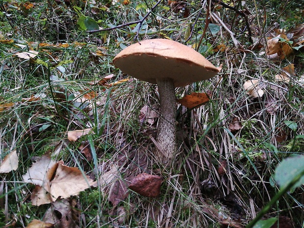 kozák osikový Leccinum albostipitatum den Bakker & Noordel.