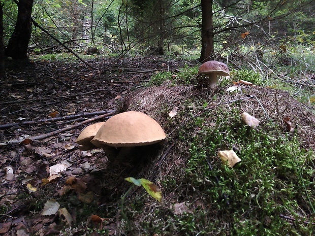 kozák osikový Leccinum albostipitatum den Bakker & Noordel.