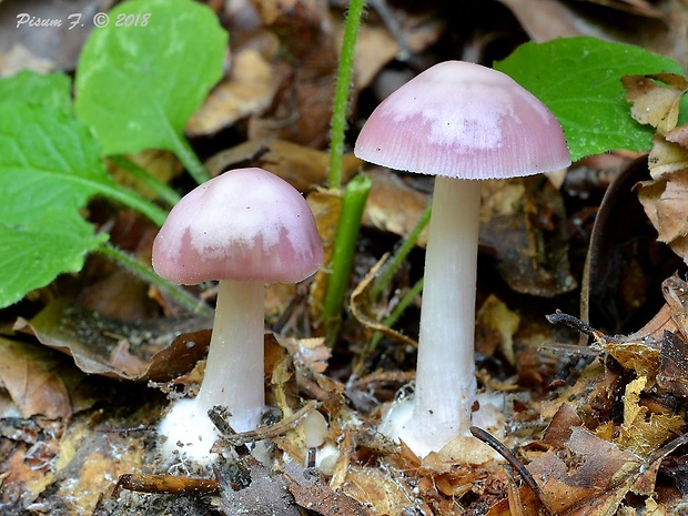 prilbička ružovkastá Mycena rosea Gramberg