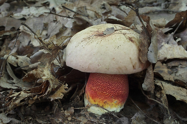 hríb purpurový Rubroboletus rhodoxanthus Kuan Zhao &amp; Zhu L. Yang