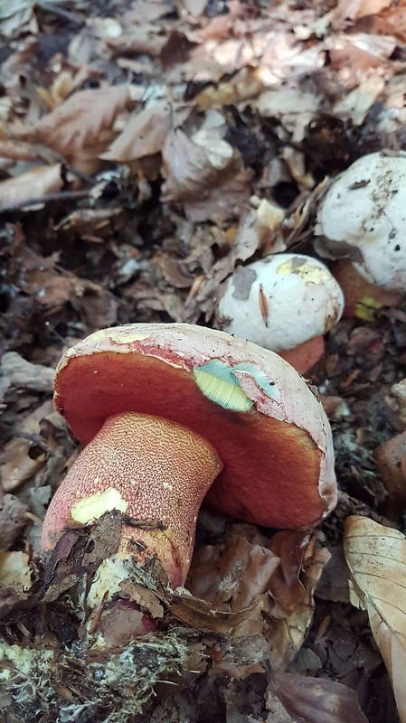 hríb purpurový Rubroboletus rhodoxanthus Kuan Zhao &amp; Zhu L. Yang