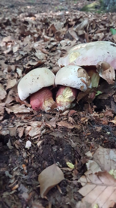 hríb purpurový Rubroboletus rhodoxanthus Kuan Zhao &amp; Zhu L. Yang