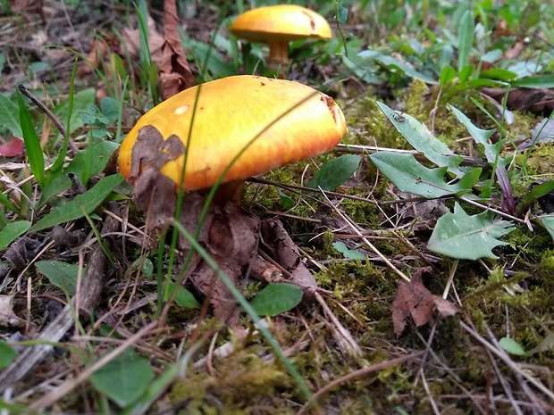 masliak citrónovožltý Suillus nueschii Singer