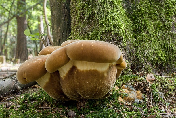 čechračka tmavohlúbiková Tapinella atrotomentosa (Batsch) Šutara