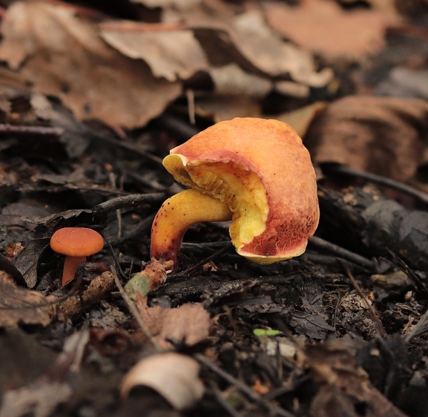 suchohríb Xerocomellus ripariellus (Redeuilh) Šutara