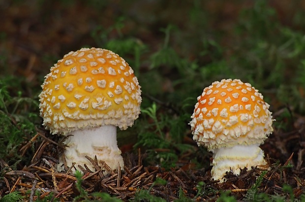 muchotrávka červená Amanita muscaria (L.) Lam.