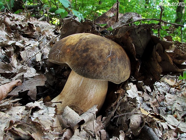 hríb bronzový Boletus aereus Bull. ex Fr.