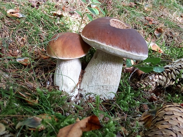 hríb smrekový Boletus edulis Bull.