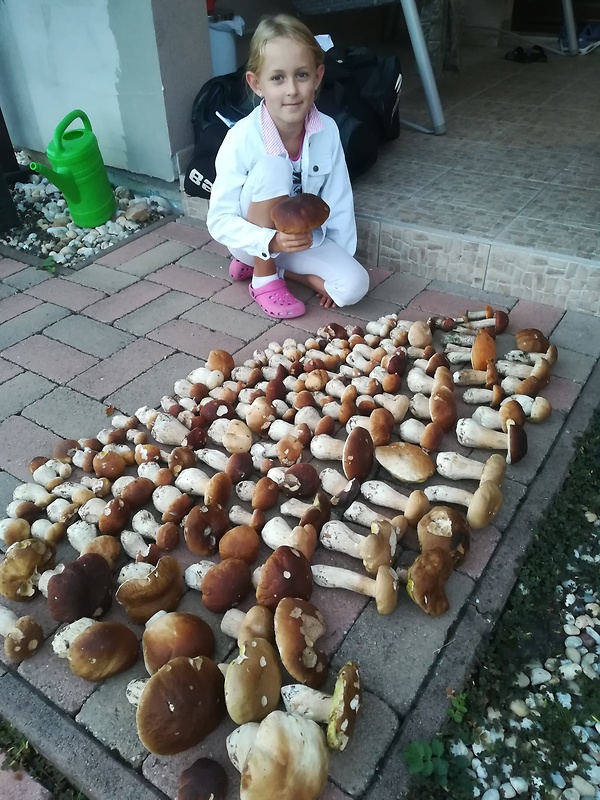 hríb smrekový Boletus edulis Bull.