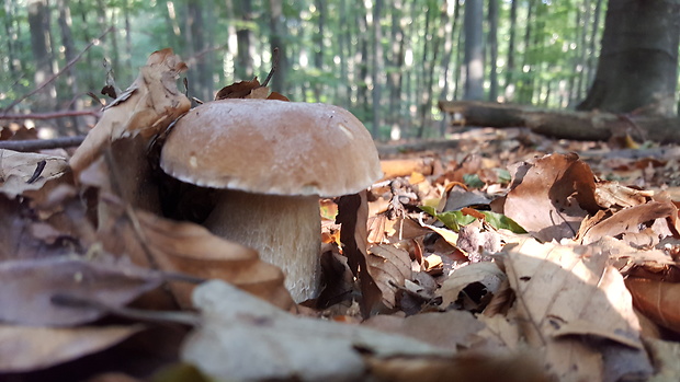 hríb smrekový Boletus edulis Bull.