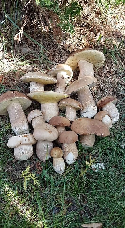 hríb dubový Boletus reticulatus Schaeff.