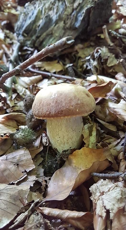 hríb dubový Boletus reticulatus Schaeff.