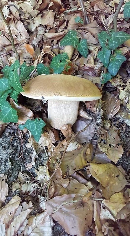 hríb dubový Boletus reticulatus Schaeff.