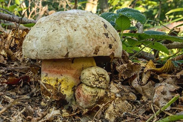 hríb striebristý Butyriboletus fechtneri (Velen.) D. Arora & J.L. Frank