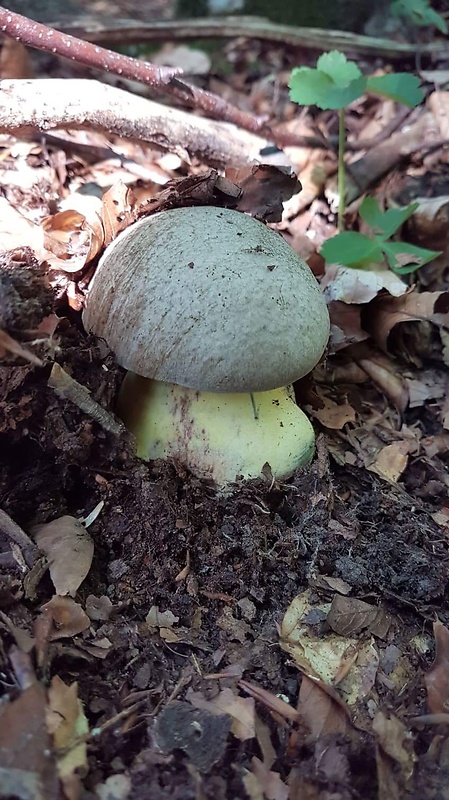 hríb striebristý Butyriboletus fechtneri (Velen.) D. Arora & J.L. Frank