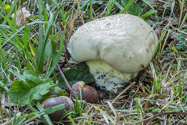 hríb horký Caloboletus radicans (Pers.) Vizzini