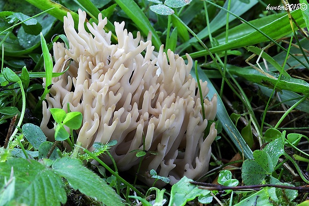 pastrapačka hnedá Clavulinopsis umbrinella (Sacc.) Corner