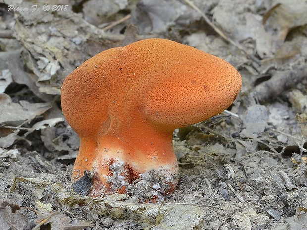 pečeňovec dubový Fistulina hepatica (Schaeff.) With.