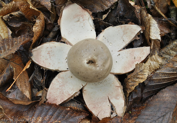 hviezdovka červenkastá Geastrum rufescens Pers.