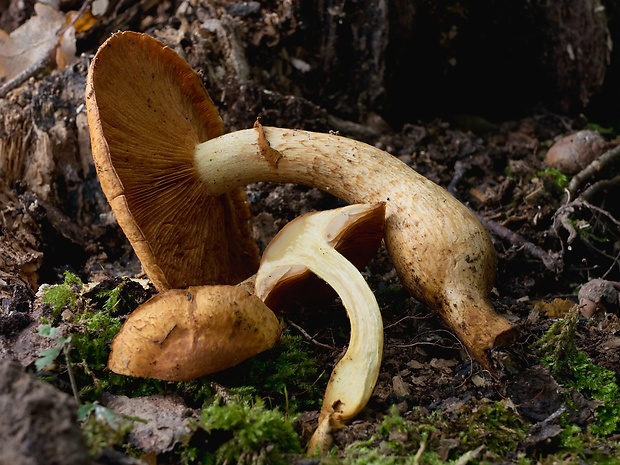 šupinovec nádherný - rez Gymnopilus junonius (Fr.) P.D. Orton