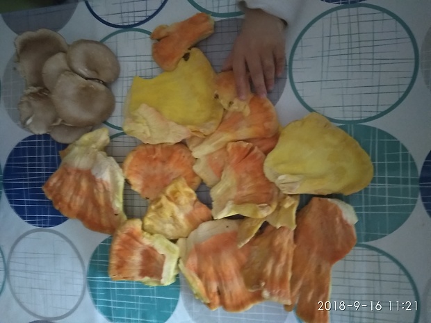 sírovec obyčajný Laetiporus sulphureus (Bull.) Murrill