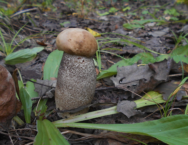 kozák topoľový Leccinum duriusculum (Schulzer ex Kalchbr.) Singer