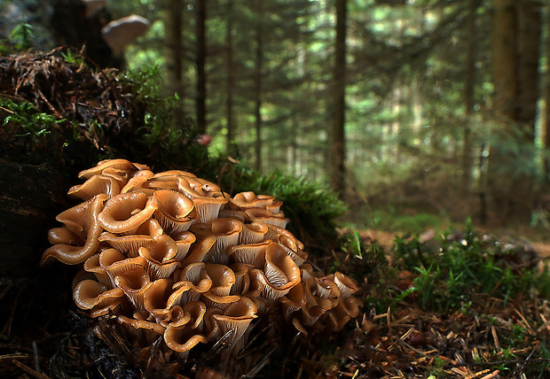 húževnatček ulitovitý Lentinellus cochleatus (Pers.) P. Karst.