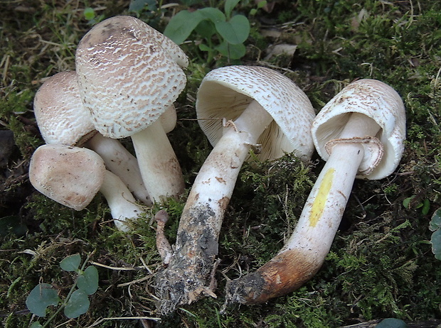 bedľovec Bresadolov Leucoagaricus americanus (Peck) Vellinga